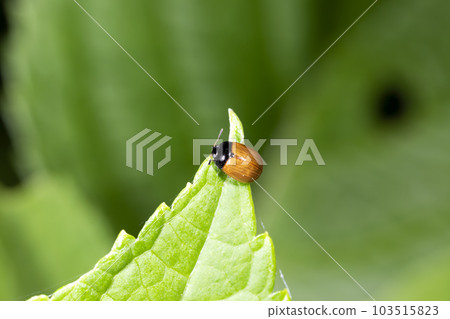 Fujihamushi 103515823