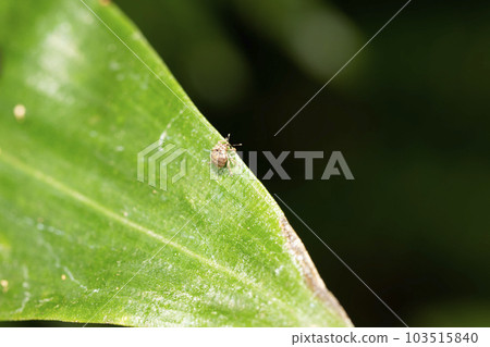 Miss Weevil Weevil 103515840