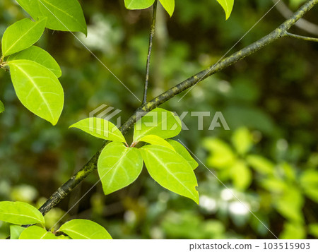 黑文字的一個分支，用作高級牙籤的原料。 103515903