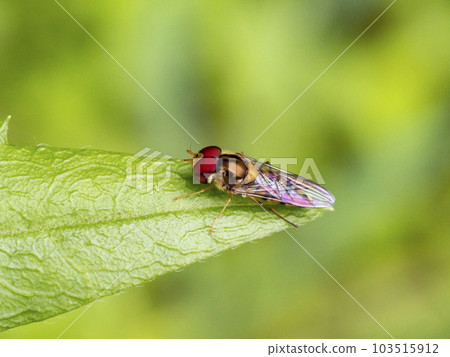 Aphid on a leaf 103515912