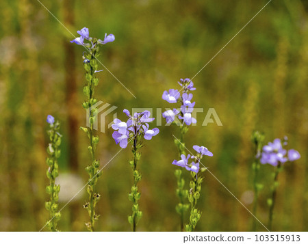 Blue toadflax flowers 103515913