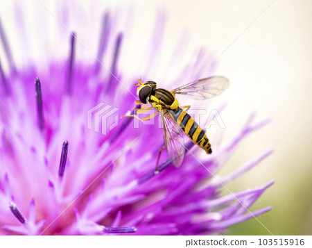 Southern flounder fly that came to a wild thistle flower 103515916