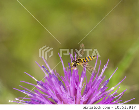 Southern flounder fly that came to a wild thistle flower 103515917