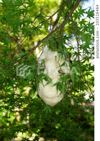 Egg clusters of the forest green tree frog laid on the branch of a tree above the surface of the water 103516464
