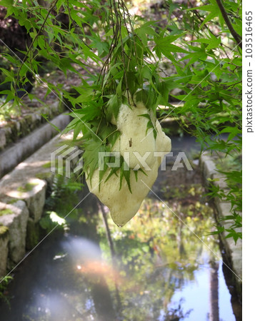 Egg clusters of the forest green tree frog laid on the branch of a tree above the surface of the water 103516465
