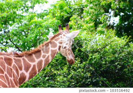 The back of the giraffe The back of the giraffe 103516492