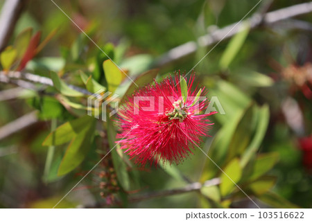 Callistemon 有細長的葉子和紅色的花朵,背景是綠色的葉子。特寫微距攝影。 Callistemon 有細長的葉子和紅色的花朵,背景是綠色的葉子。特寫微距攝影。 103516622