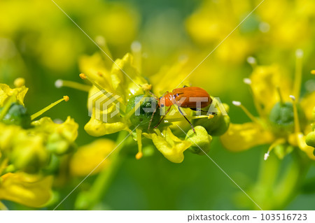 玉米根蟲 玉米根蟲 103516723