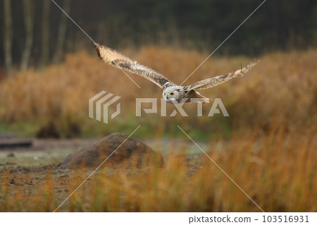 Big Eastern Siberian Eagle Owl, Bubo bubo sibiricus, flying through autumn landscape, Russia 103516931