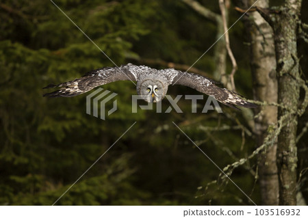 Action scene from the forest with owl. Flying Great Grey Owl, Strix nebulosa Action scene from the forest with owl. Flying Great Grey Owl, Strix nebulosa 103516932