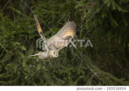 Long-eared owl with wide wings in flight in summer forest. Asio otus. Sunny day in Czech nature Long-eared owl with wide wings in flight in summer forest. Asio otus. Sunny day in Czech nature 103516934