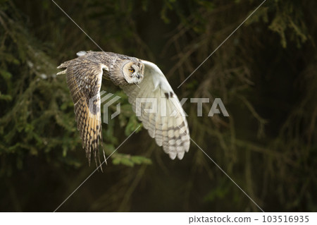 Long-eared owl with wide wings in flight in summer forest. Asio otus. Sunny day in Czech nature Long-eared owl with wide wings in flight in summer forest. Asio otus. Sunny day in Czech nature 103516935