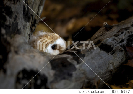 Very young owl in autumn. Barn owl, Tyto alba,  nesting perched in colorful fallen maple and oak leaves. Beautiful owl in autumn naturenature 103516937