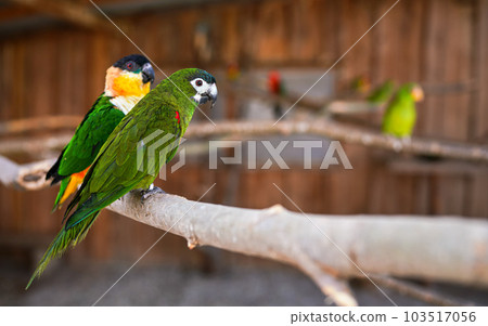 Green Red-shouldered macaw parrot, another bird behind, closeup detail Green Red-shouldered macaw parrot, another bird behind, closeup detail 103517056