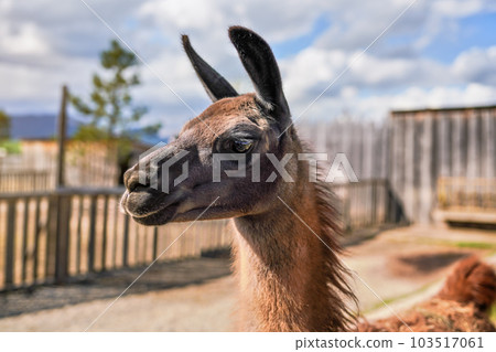 Brown alpaca llama, closeup detail to head, blurred farm background Brown alpaca llama, closeup detail to head, blurred farm background 103517061