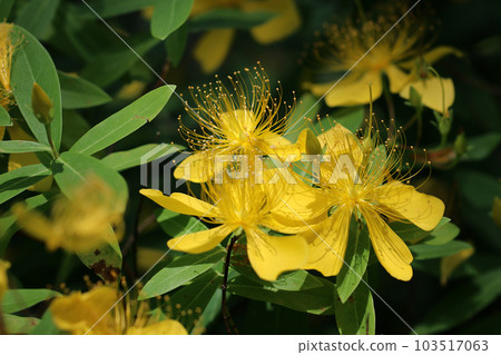 鮮豔明黃色的柳花（使用微距鏡頭，室外自然光，近攝） 103517063