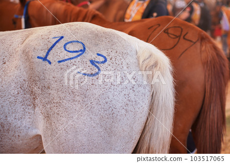 Numbers drawn on horses back during races, closeup detail 103517065