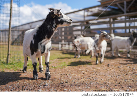 Group of small white and black american pygmy Cameroon goat closeup detail on head with horns, blurred farm with more animals background Group of small white and black american pygmy Cameroon goat closeup detail on head with horns, blurred farm with more animals background 103517074
