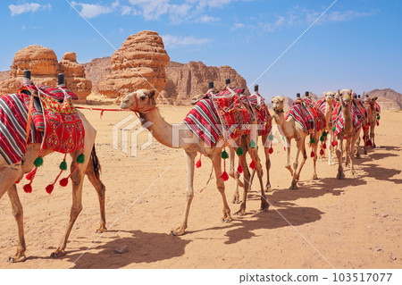 Group of camels, seats ready for tourists, walking in AlUla desert on a bright sunny day, closeup detail Group of camels, seats ready for tourists, walking in AlUla desert on a bright sunny day, closeup detail 103517077