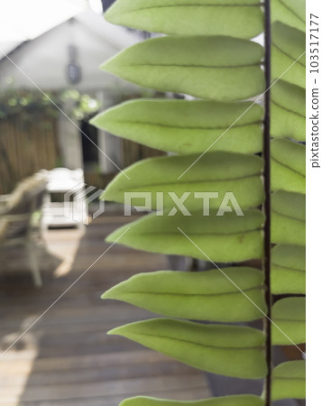 Green fern leaf with decorated in the garden Green fern leaf with decorated in the garden 103517177