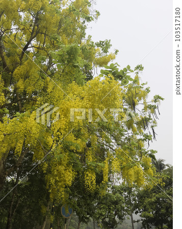 Tropical yellow flowers that bloom in summer Tropical yellow flowers that bloom in summer 103517180