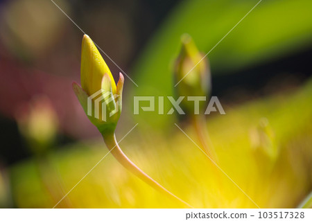 Willow buds behind pale yellow flowers (using a macro lens, outdoor natural light, close-up photo) Willow buds behind pale yellow flowers (using a macro lens, outdoor natural light, close-up photo) 103517328