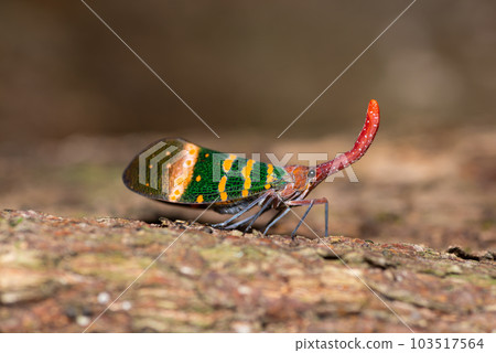 Green Fulgoris Planthopper 103517564