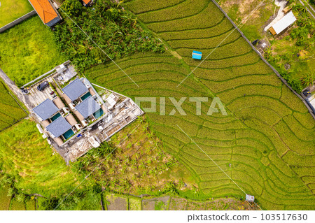 Aerial view of rice terraces in Canggu, Bali, Indonesia Aerial view of rice terraces in Canggu, Bali, Indonesia 103517630