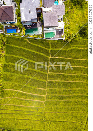 Aerial view of rice terraces in Canggu, Bali, Indonesia Aerial view of rice terraces in Canggu, Bali, Indonesia 103517632