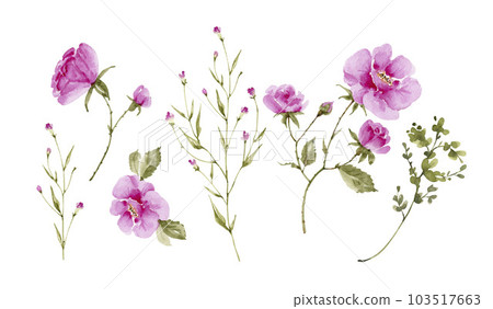 set of pink garden roses on white background close up, watercolor illustration hand painted. 103517663