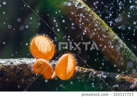 Beautiful harirymushrooms on wood 103517721