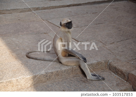 印度世界遺產亨比建築群 Virupaksha 寺的哈努曼葉猴 103517853