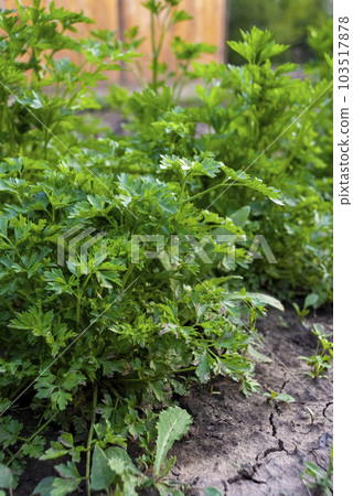 Close up of parsley plant growing in a garden in summer 103517878