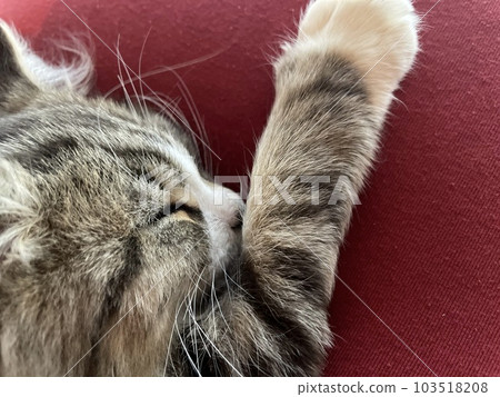 緬因貓小貓在紅色沙發上打盹 103518208
