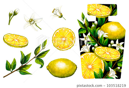 Watercolor floral perfume bottle with lemon tree branch, fruits and flowers. Hand-drawn illustration flowers aroma spray isolated on white background for greeting cards, wedding invitation and 103518219