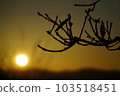 紅日照耀在嫩芽上的光芒（太陽的左下方） 103518451