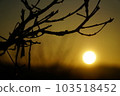 紅日的霞光傾瀉在嫩芽上（太陽的右下角） 103518452