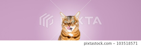 Funny hungry bengal cat licks his lips. Isolated on a colored background. Funny hungry bengal cat licks his lips. Isolated on a colored background. 103518571
