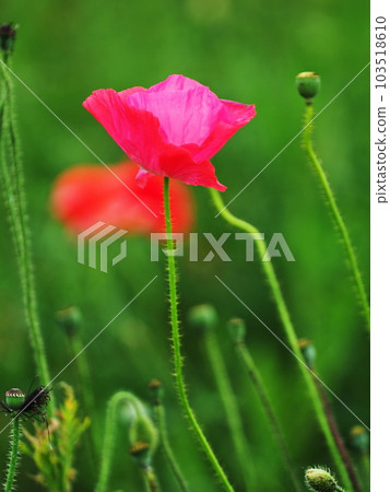 Pink Poppies 103518610
