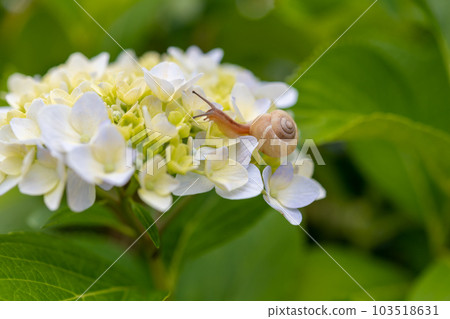 Image of the rainy season Hydrangea and snails 103518631