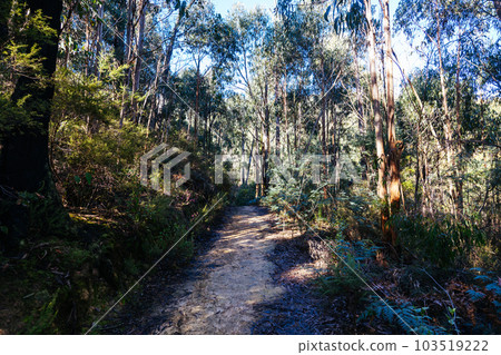 Mount Sugarloaf Ridge Track in Melbourne Australia 103519222