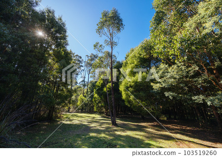 Mount Sugarloaf Ridge Track in Melbourne Australia 103519260