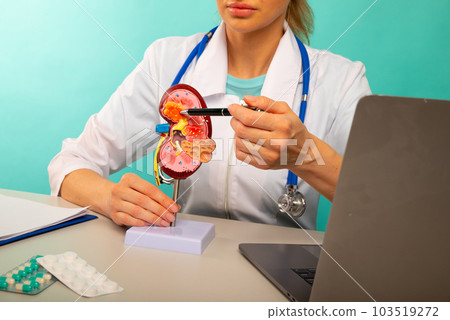 Doctor showing pen on plastic model human kidney closeup 103519272
