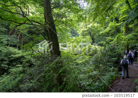 高尾山的風景 103519517