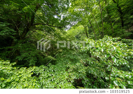 高尾山的風景 103519525