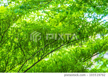 Yokohama cityscape in Japan Mysterious sight. A big change in the "early summer" forest where the fresh green is dazzling ... = June 1, Yokohama city Yokohama cityscape in Japan Mysterious sight. A big change in the "early summer" forest where the fresh green is dazzling ... = June 1, Yokohama city 103519782