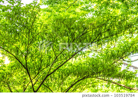 日本橫濱市景 神秘的景象。新鮮的綠色令人眼花繚亂的“初夏”森林發生了巨大變化...... = 6月1日,橫濱市 日本橫濱市景 神秘的景象。新鮮的綠色令人眼花繚亂的“初夏”森林發生了巨大變化...... = 6月1日,橫濱市 103519784