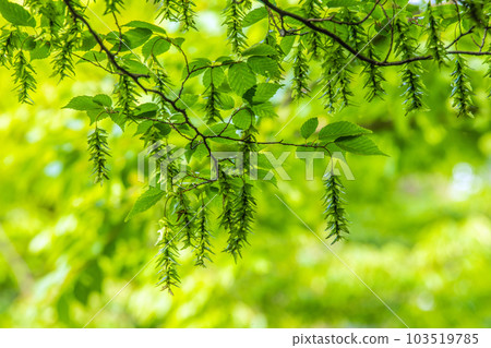 Yokohama cityscape in Japan Mysterious sight. A big change in the "early summer" forest where the fresh green is dazzling ... = June 1, Yokohama city Yokohama cityscape in Japan Mysterious sight. A big change in the "early summer" forest where the fresh green is dazzling ... = June 1, Yokohama city 103519785