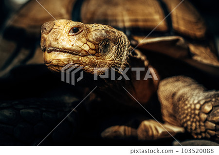 Portrait of a huge turtle with beautiful light Portrait of a huge turtle with beautiful light 103520088