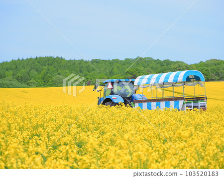Superb view of Hokkaido Beautiful rape field and tractor sightseeing car in Abira Town 103520183